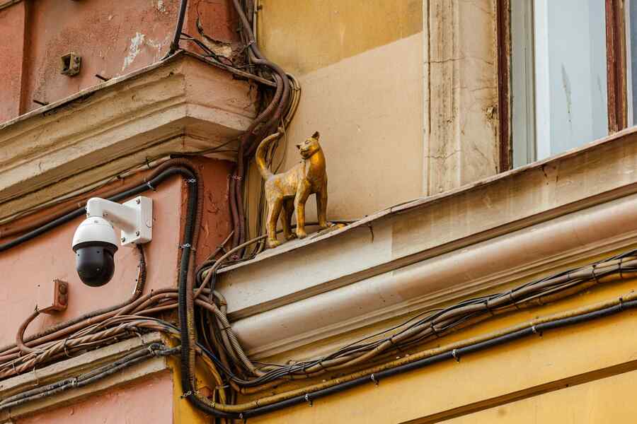 Кошка Василиса на Малой Садовой