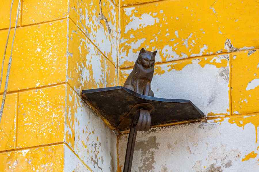 Кот Елисей на Малой Садовой